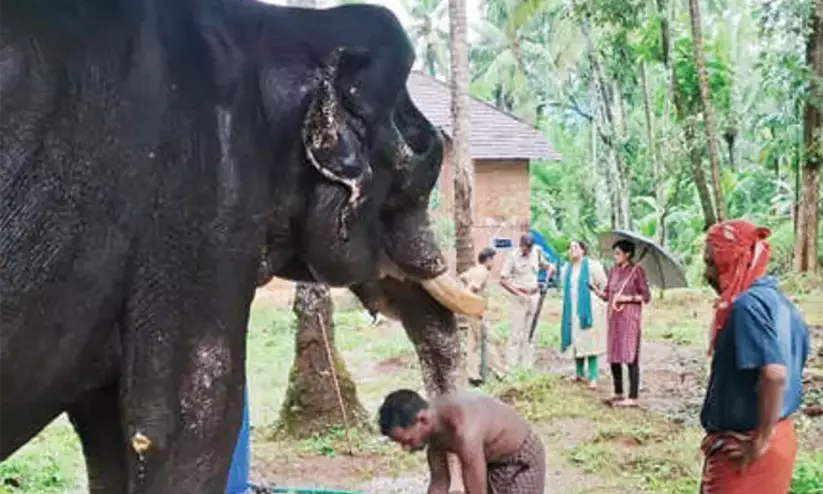 ചങ്ങലയുരഞ്ഞ മുറിവുകൾ, കടുത്ത പോഷകാഹാരക്കുറവ്; നാട്ടാനയോട് ക്രൂരത, നടപടിയുമായി വനംവകുപ്പ് ചങ്ങലയുരഞ്ഞ മുറിവുകൾ, കടുത്ത പോഷകാഹാരക്കുറവ്; നാട്ടാനയോട് ക്രൂരത, നടപടിയുമായി വനംവകുപ്പ്