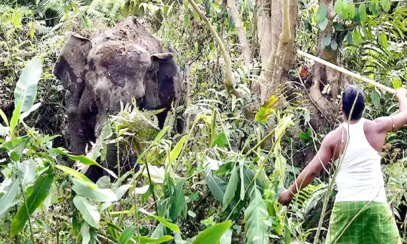 വന്യജീവി ആക്രമണം: ആശ്രിതർക്കുള്ള നഷ്ടപരിഹാരം 17.5 ലക്ഷമാക്കി, പാമ്പ് കടിയേറ്റ് മരിച്ചാൽ അഞ്ചു ലക്ഷം വന്യജീവി ആക്രമണം: ആശ്രിതർക്കുള്ള നഷ്ടപരിഹാരം 17.5 ലക്ഷമാക്കി, പാമ്പ് കടിയേറ്റ് മരിച്ചാൽ അഞ്ചു ലക്ഷം