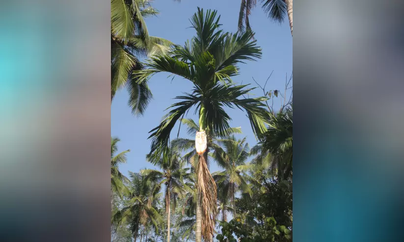 ഉറപ്പാക്കാനാകുമോ കവുങ്ങുകൃഷിയുടെ ഭാവി? ഉറപ്പാക്കാനാകുമോ കവുങ്ങുകൃഷിയുടെ ഭാവി?