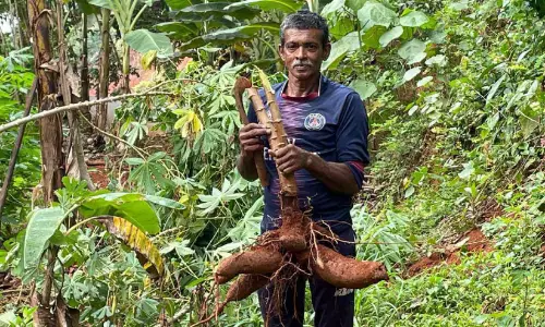 കുന്നിൻ മുകളിൽ ‘പൊന്ന്’ വിളയിച്ച് അബ്ദുൽ ഗഫൂർ