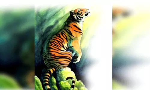 വൈത്തിരിക്കടുവ