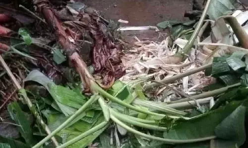 അയ്യൻകുന്ന്, വാളത്തോട് ജനവാസ മേഖലയിൽ കാട്ടാന ആക്രമണം