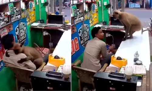 viral video viral video