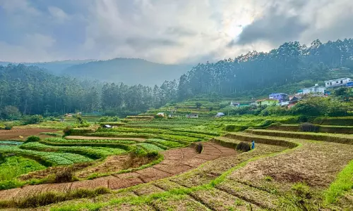 കാലാവസ്ഥ വ്യതിയാനം; വട്ടവടയില് കൃഷി വെല്ലുവിളി കാലാവസ്ഥ വ്യതിയാനം; വട്ടവടയില് കൃഷി വെല്ലുവിളി