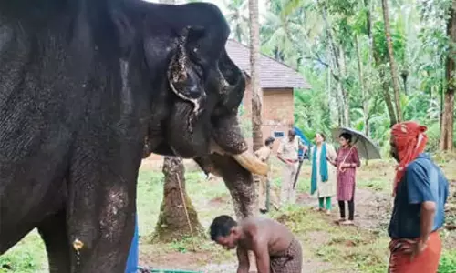 ചങ്ങലയുരഞ്ഞ മുറിവുകൾ, കടുത്ത പോഷകാഹാരക്കുറവ്; നാട്ടാനയോട് ക്രൂരത, നടപടിയുമായി വനംവകുപ്പ്