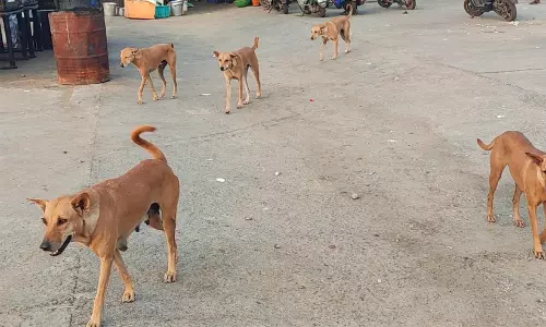 ചിതറയിൽ തെരുവുനായ് അക്രമണം: വയോധിക ഉൾപ്പെടെ ഏഴുപേർക്ക് കടിയേറ്റു