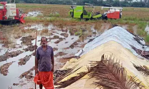 നെല്ലിനും മഴയ്ക്കുമിടയിൽ കുട്ടനാടൻ കർഷകരുടെ ജീവിതം; നെല്ലെടുക്കാൻ ആരുമില്ല, ചോദിക്കാനും നെല്ലിനും മഴയ്ക്കുമിടയിൽ കുട്ടനാടൻ കർഷകരുടെ ജീവിതം; നെല്ലെടുക്കാൻ ആരുമില്ല, ചോദിക്കാനും