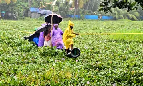 അഞ്ചുതുരുത്തിനെ ഒറ്റപ്പെടുത്തി പോള ശല്യം ദ്വീപ് നിവാസികൾ ദുരിതത്തിൽ അഞ്ചുതുരുത്തിനെ ഒറ്റപ്പെടുത്തി പോള ശല്യം ദ്വീപ് നിവാസികൾ ദുരിതത്തിൽ