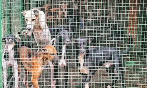 https://www.madhyamam.com/tags/stray-dogs