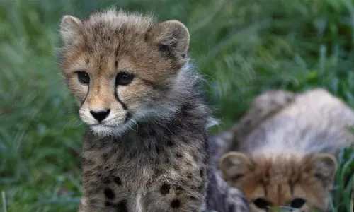 cheettah