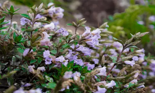 https://www.madhyamam.com/tags/neelakurinji https://www.madhyamam.com/tags/neelakurinji