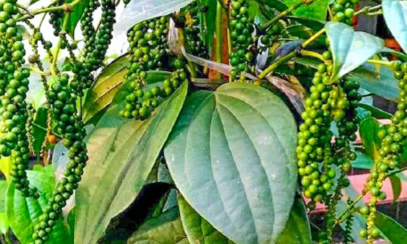 വില ക്വിന്റലിന് 73,500 രൂപ; കറുത്ത പൊന്നിന് നല്ല കാലം വില ക്വിന്റലിന് 73,500 രൂപ; കറുത്ത പൊന്നിന് നല്ല കാലം