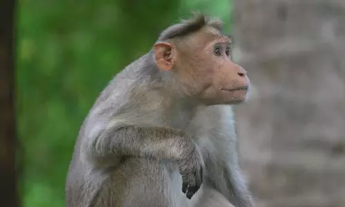 പുലിക്കണ്ണി മേഖലയിൽ കുരങ്ങുശല്യം രൂക്ഷം