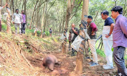 പു​ല്ല​ങ്കോ​ട് എ​സ്റ്റേ​റ്റി​ൽ വീ​ണ്ടും ക​ടു​വ‍? പാ​തി ഭ​ക്ഷി​ച്ച നി​ല​യി​ൽ കാ​ട്ടു​പ​ന്നി​യു​ടെ ജ​ഡം ലഭിച്ചു