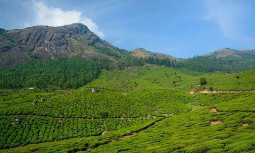 മൂന്നാർ തണുത്ത് തുടങ്ങി; കൂട്ടിന് കോടമഞ്ഞും മൂന്നാർ തണുത്ത് തുടങ്ങി; കൂട്ടിന് കോടമഞ്ഞും