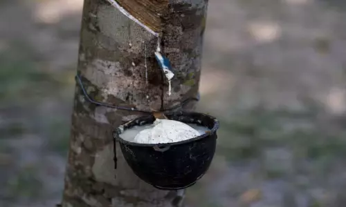 ചരിത്രത്തിലാദ്യം: 300 തൊട്ട് റബ്ബർ വില, പ്രതീക്ഷയോടെ കർഷകർ