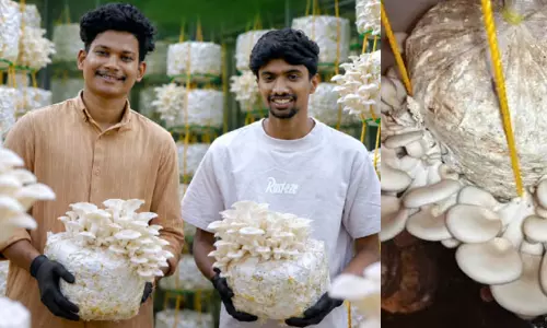 പഠനം കഴിഞ്ഞ് കൂൺ കൃഷിയിലേക്ക്; ചെറുപ്രായത്തിൽ തന്നെ ലക്ഷങ്ങൾ കൊയ്ത് യുവ സംരംഭകർ പഠനം കഴിഞ്ഞ് കൂൺ കൃഷിയിലേക്ക്; ചെറുപ്രായത്തിൽ തന്നെ ലക്ഷങ്ങൾ കൊയ്ത് യുവ സംരംഭകർ