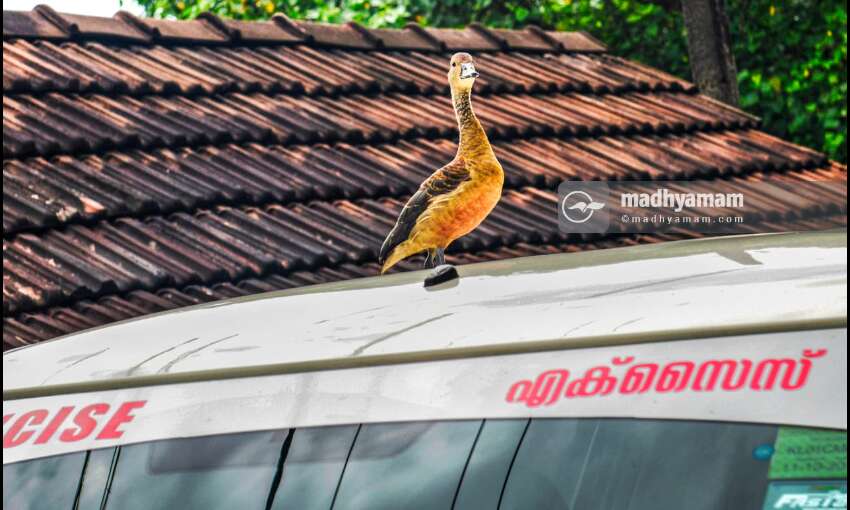 വാറ്റല്ല, വാത്ത...