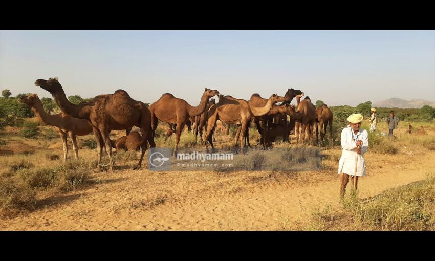 ഒട്ടകങ്ങളുടെ പുഷ്കർ മേള ഒട്ടകങ്ങളുടെ പുഷ്കർ മേള