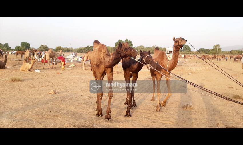 ഒട്ടകങ്ങളുടെ പുഷ്കർ മേള ഒട്ടകങ്ങളുടെ പുഷ്കർ മേള