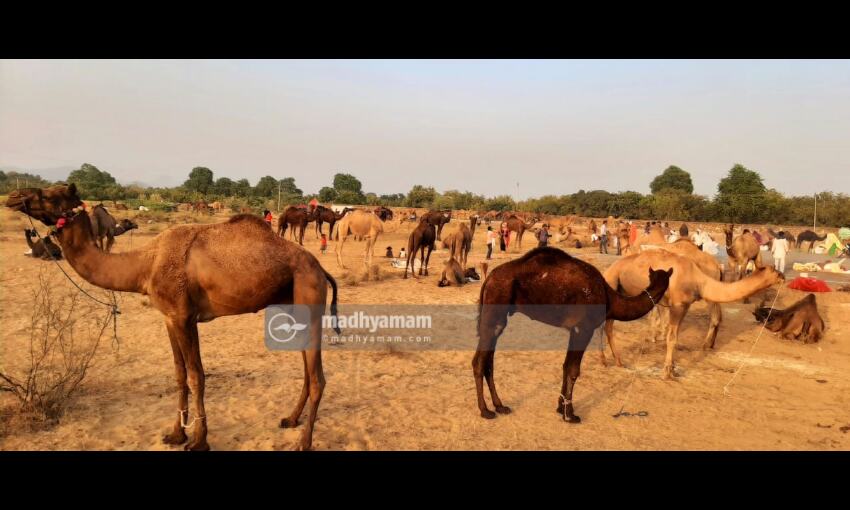 ഒട്ടകങ്ങളുടെ പുഷ്കർ മേള ഒട്ടകങ്ങളുടെ പുഷ്കർ മേള