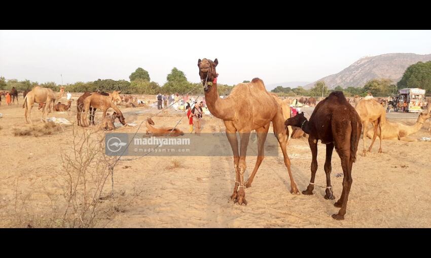 ഒട്ടകങ്ങളുടെ പുഷ്കർ മേള ഒട്ടകങ്ങളുടെ പുഷ്കർ മേള