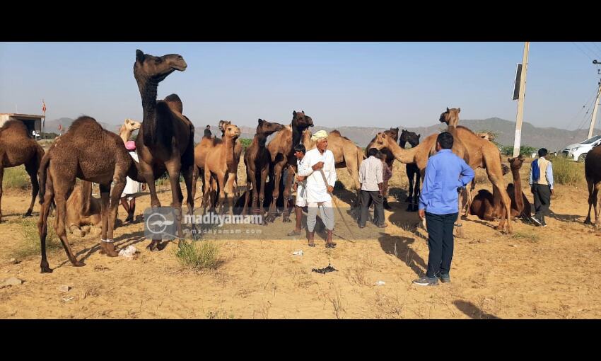 ഒട്ടകങ്ങളുടെ പുഷ്കർ മേള ഒട്ടകങ്ങളുടെ പുഷ്കർ മേള