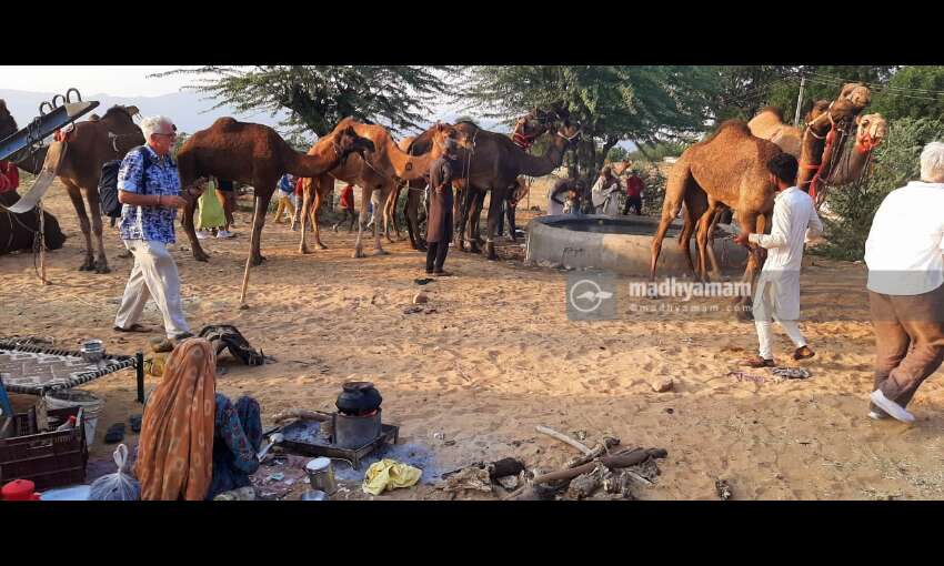ഒട്ടകങ്ങളുടെ പുഷ്കർ മേള ഒട്ടകങ്ങളുടെ പുഷ്കർ മേള