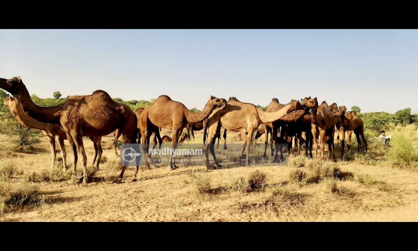 ഒട്ടകങ്ങളുടെ പുഷ്കർ മേള ഒട്ടകങ്ങളുടെ പുഷ്കർ മേള