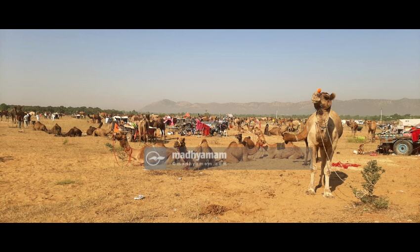 ഒട്ടകങ്ങളുടെ പുഷ്കർ മേള ഒട്ടകങ്ങളുടെ പുഷ്കർ മേള