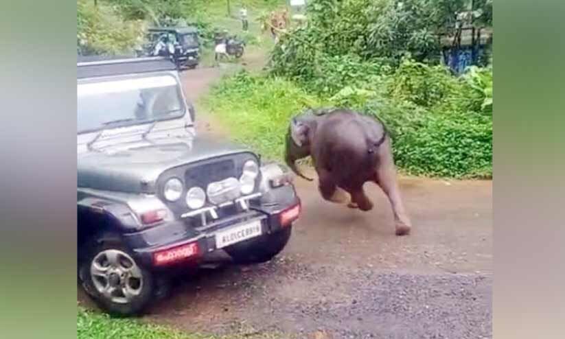 വിറപ്പിച്ച് മുങ്ങിനടന്ന കുട്ടിയാന നാട്ടുകാരുടെ ‘പിടിയിൽ’ വിറപ്പിച്ച് മുങ്ങിനടന്ന കുട്ടിയാന നാട്ടുകാരുടെ ‘പിടിയിൽ’