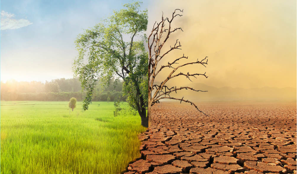 കാട്, മഴ, കാലാവസ്ഥ