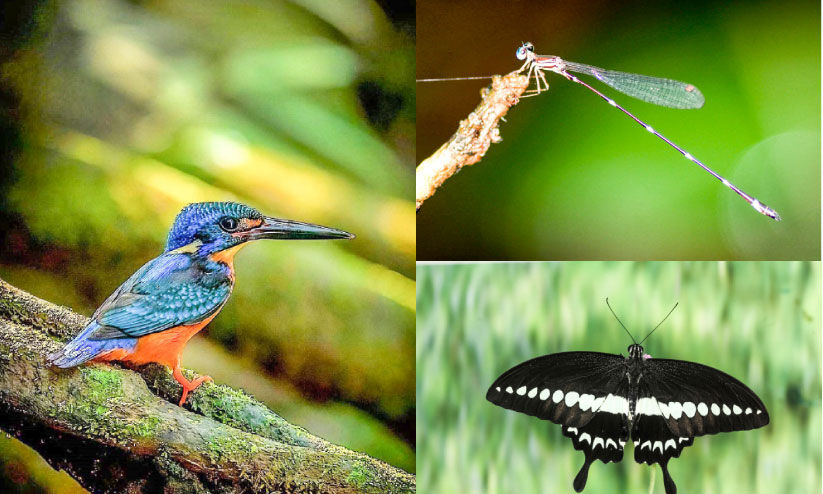 ഇടുക്കി വന്യജീവി സങ്കേതത്തിൽ 37 പുതിയ ജീവിവർഗത്തെ കണ്ടെത്തി