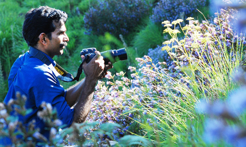 കാട് കുറിഞ്ഞി കാവൽ