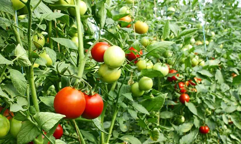 പച്ചക്കറികൾ തഴച്ചുവളരട്ടെ; മഴയായാലും വെയിലായാലും ഈയൊരു വളപ്രയോഗം മതി പച്ചക്കറികൾ തഴച്ചുവളരട്ടെ; മഴയായാലും വെയിലായാലും ഈയൊരു വളപ്രയോഗം മതി