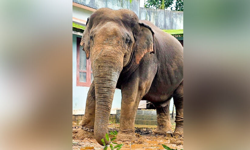 കാട്ടാനശല്യത്തിന് അറുതിയില്ല; വനം വകുപ്പിന്റെ പ്രതിരോധ നടപടികൾ പാളുന്നു കാട്ടാനശല്യത്തിന് അറുതിയില്ല; വനം വകുപ്പിന്റെ പ്രതിരോധ നടപടികൾ പാളുന്നു