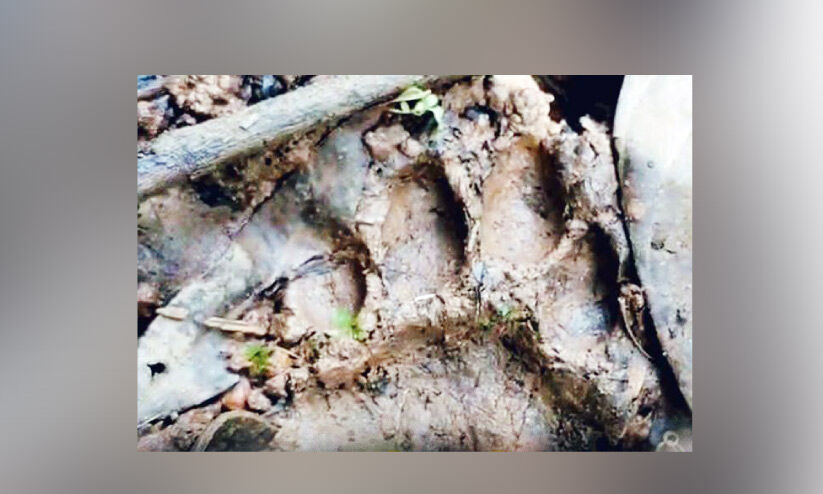 പുലി ഭീതിയിൽ ചീരാൽ ടൗണും പുലി ഭീതിയിൽ ചീരാൽ ടൗണും