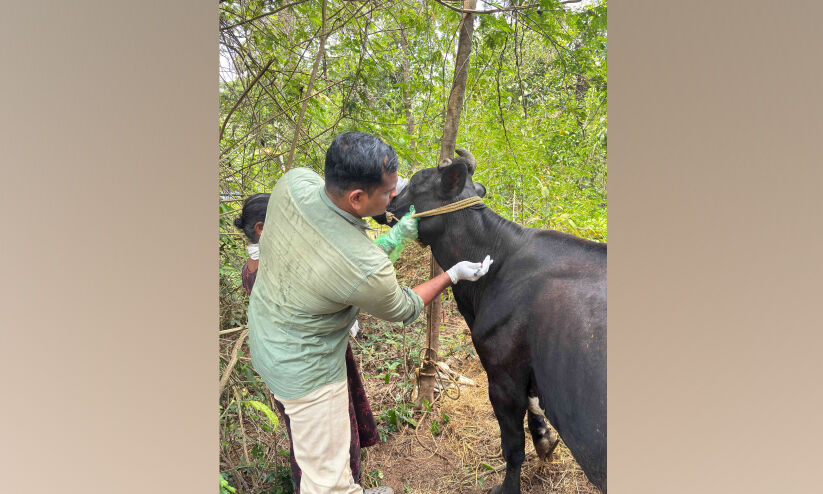 പേവിഷബാധ; മൂന്ന് പശുക്കൾക്ക് ദയാവധം പേവിഷബാധ; മൂന്ന് പശുക്കൾക്ക് ദയാവധം