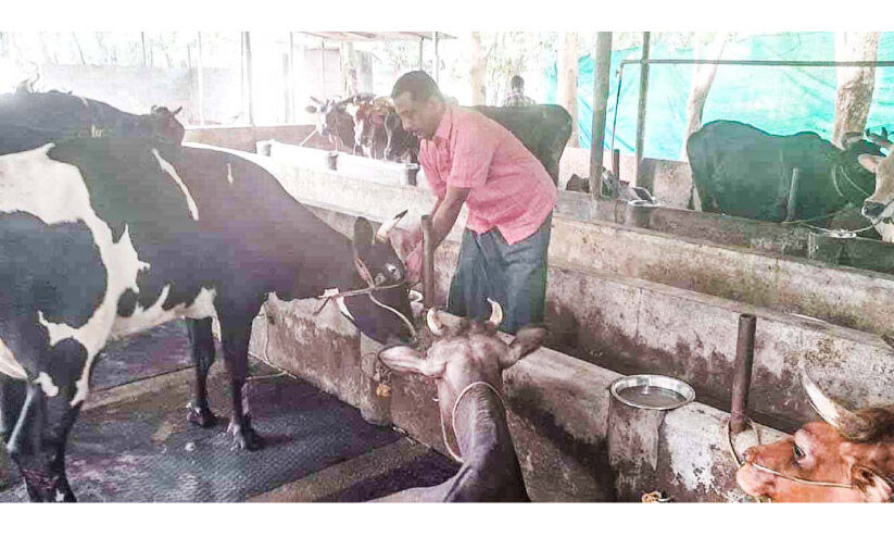 ലക്ഷം ലിറ്റർ പാൽ; 50 പശുക്കൾ, ഓണാട്ടുകരയിൽ ഷിഹാബുദ്ദീന്‍റെ ധവള വിപ്ലവം