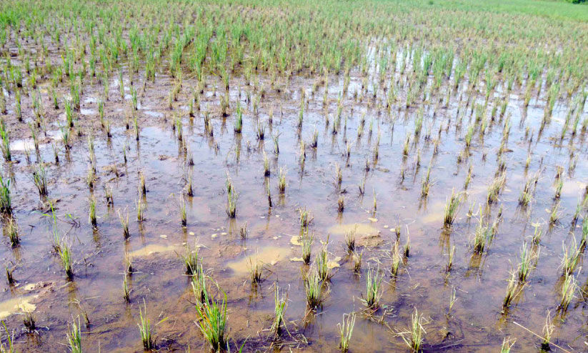 ര​ണ്ടാം​വി​ള നെ​ല്‍കൃ​ഷി​ക്ക് ഭീ​ഷ​ണി​യാ​യി ഓ​ല​ചു​രു​ട്ടി പു​ഴു​