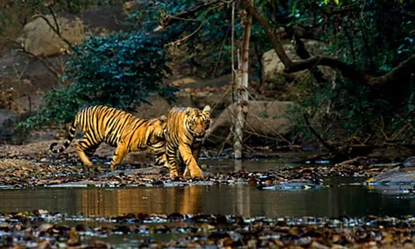 വന്യജീവികൾക്ക് വനത്തിനുള്ളിൽ തന്നെ ഭക്ഷണവും വെള്ളവും; മിഷൻ ഫുഡ് ഫോഡർ വാട്ടർ പദ്ധതി ഊർജിതമാക്കി വനം വകുപ്പ് വന്യജീവികൾക്ക് വനത്തിനുള്ളിൽ തന്നെ ഭക്ഷണവും വെള്ളവും; മിഷൻ ഫുഡ് ഫോഡർ വാട്ടർ പദ്ധതി ഊർജിതമാക്കി വനം വകുപ്പ്