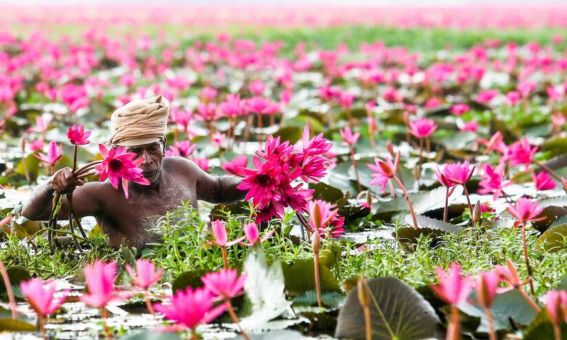 ആമ്പൽ വസന്തത്തിലേക്ക് മലരിക്കൽ ആമ്പൽ വസന്തത്തിലേക്ക് മലരിക്കൽ