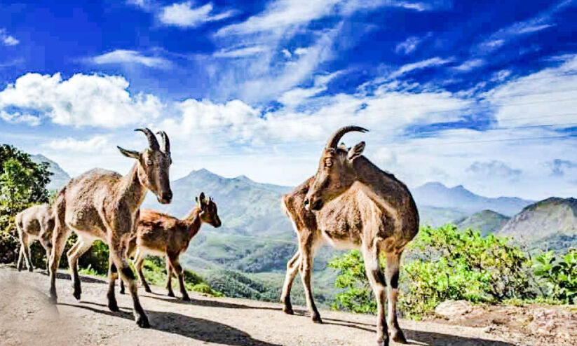 വരൂ... ഇടുക്കിയിലേക്ക്