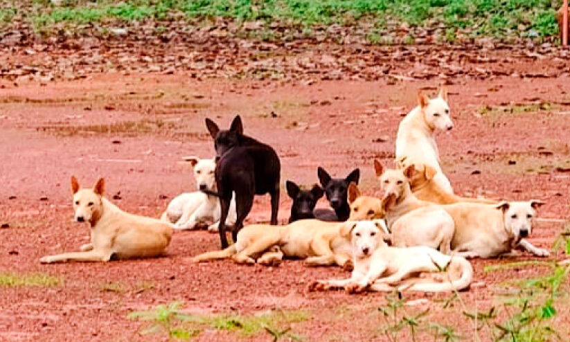 തെരുവുനായ് ശല്യം രൂക്ഷം; കുയിലൂര് നിവാസികള് ഭീതിയില് തെരുവുനായ് ശല്യം രൂക്ഷം; കുയിലൂര് നിവാസികള് ഭീതിയില്