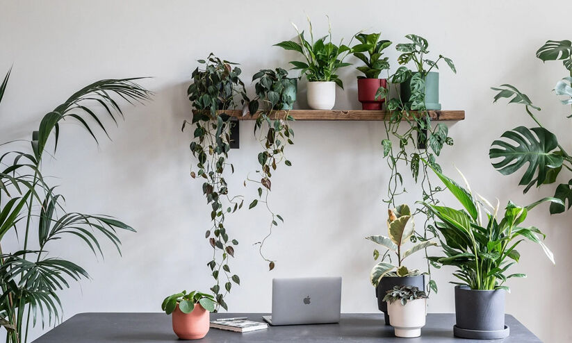 എനർജി പകരും ഈ ഡെസ്ക് പ്ലാന്റുകൾ എനർജി പകരും ഈ ഡെസ്ക് പ്ലാന്റുകൾ