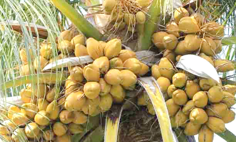 തേങ്ങക്ക് തീപ്പിടിച്ച വില; കുലനിറയെ തേങ്ങ വിളയണോ? തെങ്ങിന്റെ ആരോഗ്യം മെച്ചപ്പെടുത്താൻ ചില മാർഗങ്ങളുണ്ട് തേങ്ങക്ക് തീപ്പിടിച്ച വില; കുലനിറയെ തേങ്ങ വിളയണോ? തെങ്ങിന്റെ ആരോഗ്യം മെച്ചപ്പെടുത്താൻ ചില മാർഗങ്ങളുണ്ട്