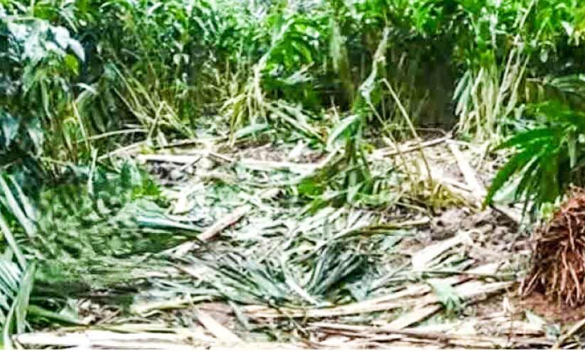 കാറ്റും മഴയും, പിന്നെ കാട്ടാനയും ഏലംകര്‍ഷകര്‍ പ്രതിസന്ധിയിൽ