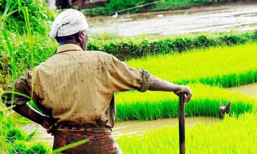 ഒരുലക്ഷം തൊഴിൽദാന പദ്ധതി: പണമടച്ചിട്ടും ആനുകൂല്യമില്ലാതെ കർഷകർ ഒരുലക്ഷം തൊഴിൽദാന പദ്ധതി: പണമടച്ചിട്ടും ആനുകൂല്യമില്ലാതെ കർഷകർ