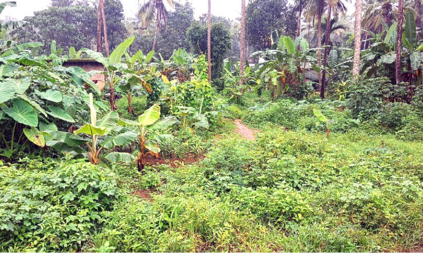 കരിക്കോട്ടക്കരി വില്ലേജ് ഓഫിസ്; ഭൂമിയുണ്ട്, കെട്ടിടത്തിന് സർക്കാർ കനിയണം കരിക്കോട്ടക്കരി വില്ലേജ് ഓഫിസ്; ഭൂമിയുണ്ട്, കെട്ടിടത്തിന് സർക്കാർ കനിയണം