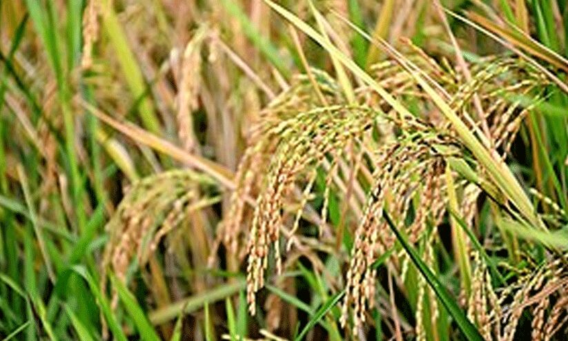 സപ്ലൈകോ സംഭരിച്ചത് 5.59 ലക്ഷം മെട്രിക് ടൺ നെല്ല് സപ്ലൈകോ സംഭരിച്ചത് 5.59 ലക്ഷം മെട്രിക് ടൺ നെല്ല്